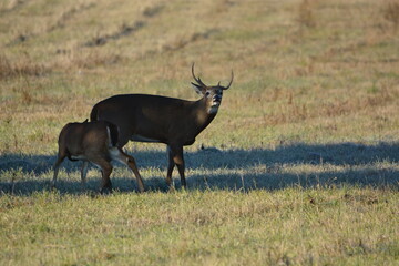 Buck and doe in hayfield