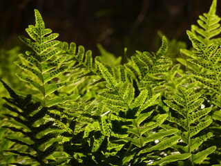 Male fern (Dryopteris filix-mas) - close up of fern leaves with spores, Gdansk, Poland