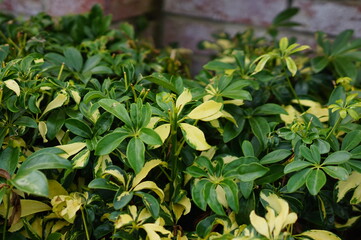 Beautiful leaves and white flowers of Coleus Solenostemon scutellarioides. Plectranthus, known as coleus