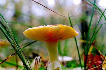 Waldpilze