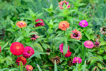Close up of many beautiful large pink magenta zinnia flowers in full bloom on blurred green background, photographed with soft focus in a garden in a sunny summer day.