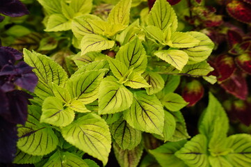 Beautiful colorful Coleus leaf in a garden