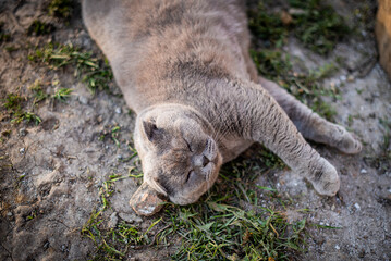 A lazy fat scottish fold cat is lying asleep on a natural green background. Obese, overweight unhealthy cat.