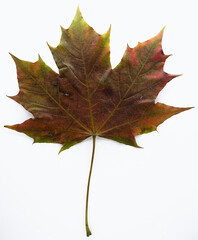 maple leaf isolated on white