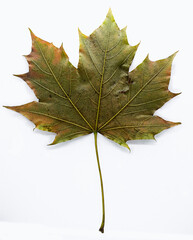 autumn maple leaf
