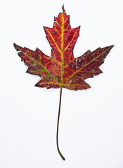 red maple leaf