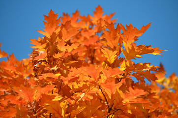 Different trees with green, yellow, orange and brown leaves towards clear blue sky in a garden during a sunny autumn day.