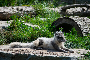fox at the zoo