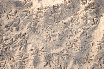 Birds footprints on dry white beach sand