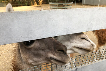 cute guanaco llamas in the zoo next to the fence stuck their muzzles in and ask for food from zoo visitors