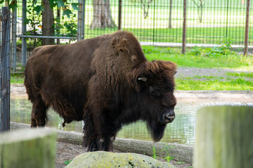 buffalo 