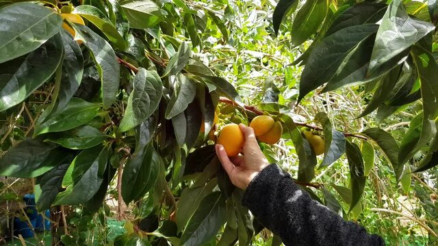 Woman hand taking a persimmon from Diospyros kaki tree