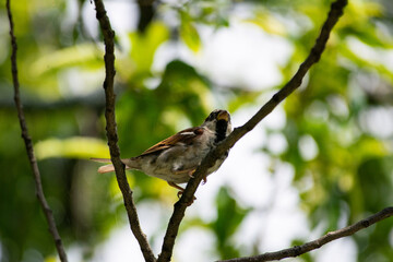 bird