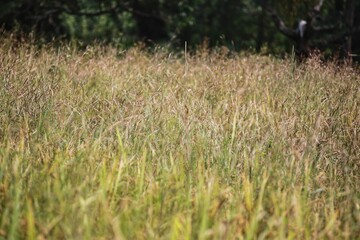 Rice field. The Village Of Mandrem. State Of Goa. India.