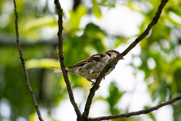 bird