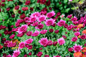 Many vivid pink Chrysanthemum x morifolium flowers in a garden in a sunny autumn day, beautiful colorful outdoor background photographed with soft focus.