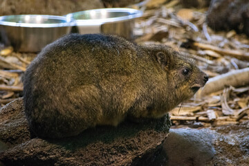 groundhog