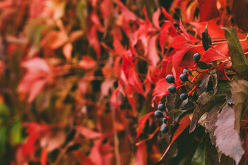 Red-yellow leaves of maiden grapes, colors of autumn