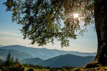 Morning sunny day is in mountain landscape. Carpathian, Ukraine, Europe. Beauty world. Large resolution