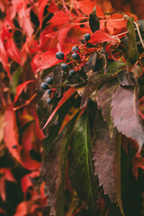 Red-yellow leaves of maiden grapes, colors of autumn