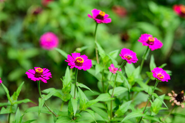 Close up of many beautiful large pink magenta zinnia flowers in full bloom on blurred green background, photographed with soft focus in a garden in a sunny summer day.
