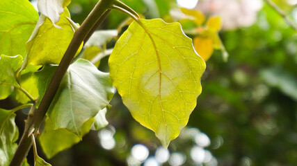 Photo of beautiful young leaves at 