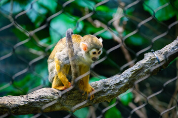 squirrel monkey behind bars