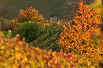 autumn landscape with trees and vineyard