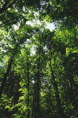Treetops of tall trees with many green leaves on the branches, view from below