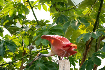 scarlet ibis