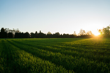 sunset in the field