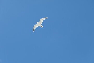 Flying seagull seen from below against a clear blue sky.
