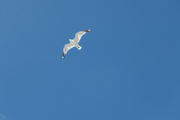 Fototapeta premium Flying seagull seen from below against a clear blue sky.