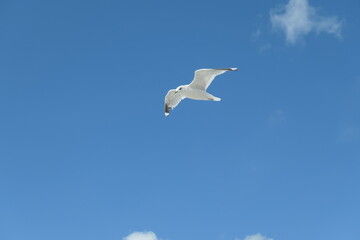 Flying seagull seen from below against a clear blue sky.
