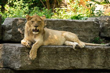 Naklejka na ściany i meble female lion
