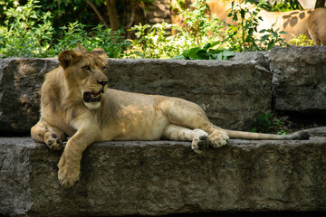 female lion