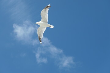 Flying seagull with a clear blue cloudy sky in the background.	From below.