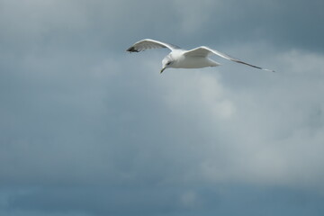 Flying seagull up close, with a dark cloudy sky in the background.