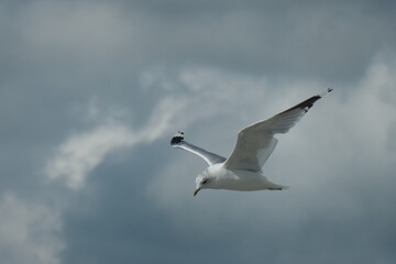 Fototapeta premium Flying seagull up close, with a dark cloudy sky in the background.