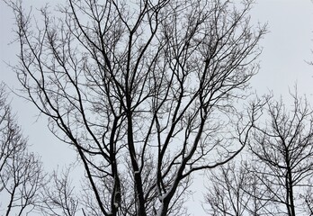 Fototapeta na wymiar Black tree branches against the winter sky