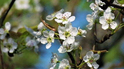 APFEL BL&Uuml;TE