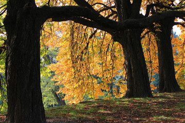 bright view in the autumn botanical garden