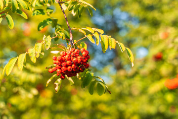 Rowan berries on the rowan tree branches