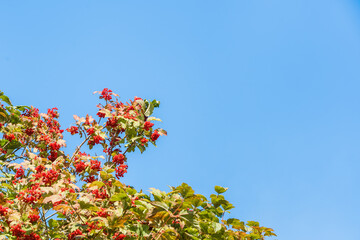 Brunches of Red Viburnum against Clear Blue Sky with Copy Space. Autumn Harvest Concept