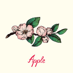 Twig with soft pink apple blossom and leaves, drawing with inscription, colorful gravure style