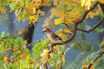 beautiful cute jay resting in the forest