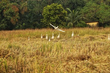 Obraz na płótnie Canvas Rice field and herons. The Village Of Mandrem. State Of Goa. India.