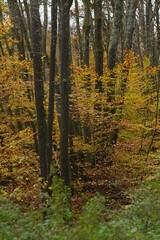 Traumhaft schöner herbstlicher Tag in einem Misch Wald aus Buchen und Eichen mit farbigen Blättern