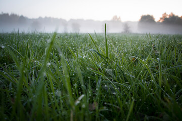 Tiny drops of cold dew on the tips of fresh grass and silky spiderwebs shining in the morning...