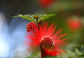 Fluffy red flower with green leaves and seed pods